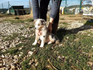 comment choisir son chiot