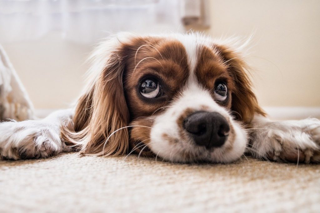 allergie chien