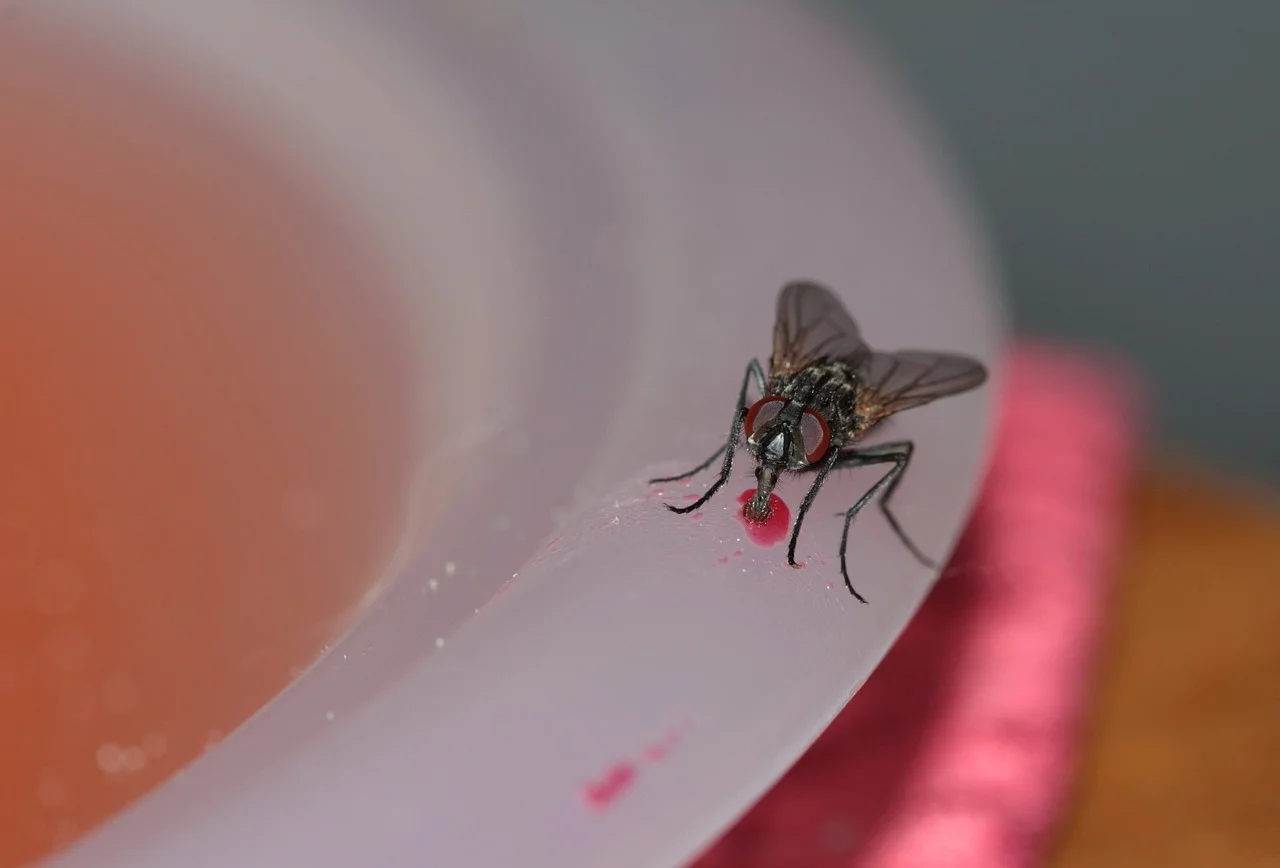 Comment se débarrasser des mouches chez soi ? - GoodHabitat